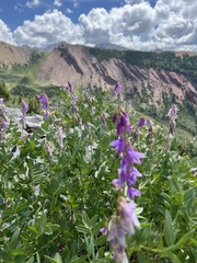 Hedysarum occidentale