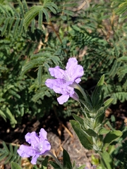 Ruellia humilis