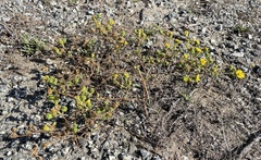 Deinandra corymbosa