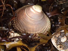 Clinocardium nuttallii