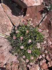 Eriogonum coloradense