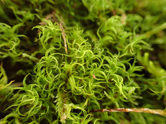 Tortella tortuosa