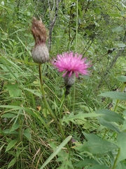 Cirsium muticum