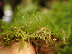 Plagiochila gracilis