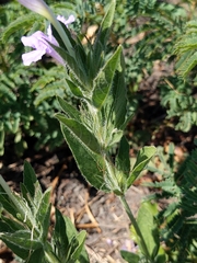 Ruellia humilis
