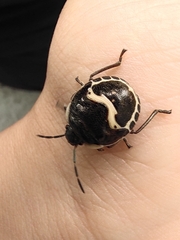 Poecilocoris lewisi