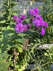 Vernonia fasciculata
