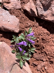 Penstemon harbourii