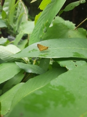 Ampittia dioscorides