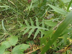 Cirsium muticum