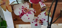 Phalaenopsis