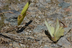 Colias occidentalis