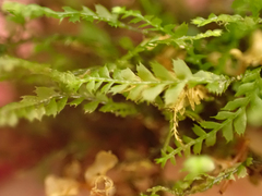Plagiochila gracilis