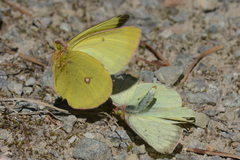 Colias occidentalis