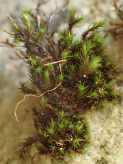 Schistidium rivulare