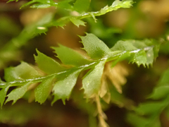 Plagiochila gracilis