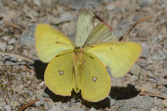 Colias occidentalis