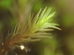 Schistidium rivulare