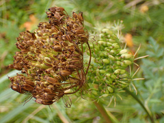 Conioselinum gmelinii