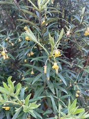 Pittosporum bicolor
