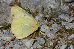 Colias occidentalis