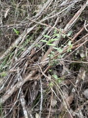 Pittosporaceae