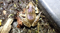 Eleutherodactylus etheridgei