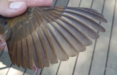 Hylocichla mustelina