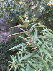 Pittosporum bicolor