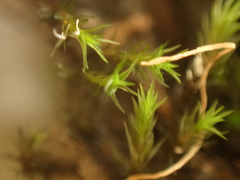 Schistidium rivulare