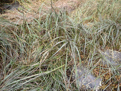 Carex lyngbyei
