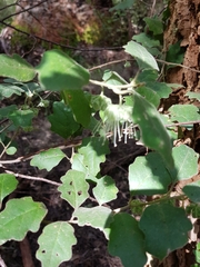 Chorilaena quercifolia