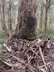 Eucalyptus diversicolor