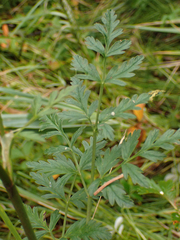 Conioselinum gmelinii