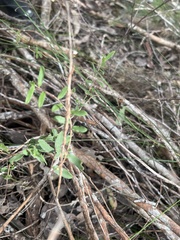 Pittosporaceae