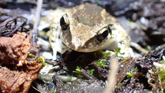 Eleutherodactylus etheridgei