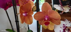 Phalaenopsis