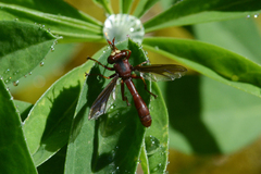 Physocephala burgessi