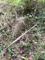 Elymus villosus