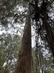 Eucalyptus diversicolor