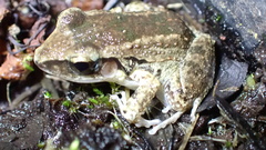 Eleutherodactylus etheridgei