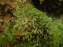 Plagiochila gracilis