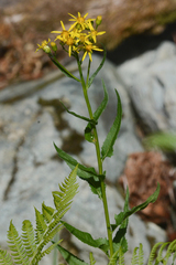 Senecio triangularis