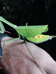 Macromantis hyalina