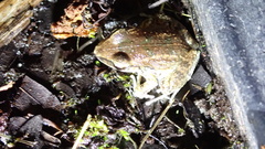 Eleutherodactylus etheridgei