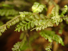 Plagiochila gracilis
