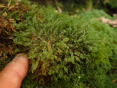 Plagiochila gracilis