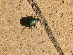 Calosoma schayeri