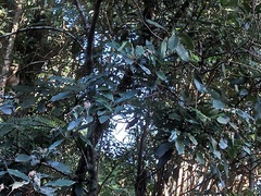 Daphniphyllum oldhami