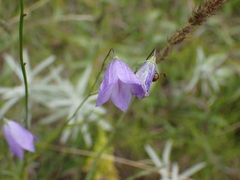 Campanula petiolata